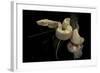 Boa Constrictor F. Albino-Paul Starosta-Framed Photographic Print