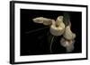 Boa Constrictor F. Albino-Paul Starosta-Framed Photographic Print