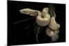 Boa Constrictor F. Albino-Paul Starosta-Mounted Photographic Print