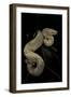 Boa Constrictor F. Albino-Paul Starosta-Framed Photographic Print