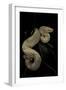 Boa Constrictor F. Albino-Paul Starosta-Framed Photographic Print