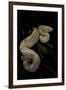 Boa Constrictor F. Albino-Paul Starosta-Framed Photographic Print
