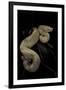 Boa Constrictor F. Albino-Paul Starosta-Framed Photographic Print