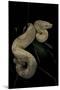 Boa Constrictor F. Albino-Paul Starosta-Mounted Photographic Print