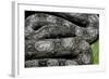 Boa Constrictor Occidentalis (Argentine Boa Constrictor) - Young-Paul Starosta-Framed Photographic Print