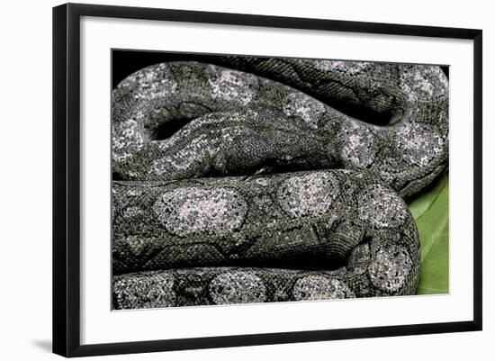 Boa Constrictor Occidentalis (Argentine Boa Constrictor) - Young-Paul Starosta-Framed Photographic Print