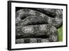 Boa Constrictor Occidentalis (Argentine Boa Constrictor) - Young-Paul Starosta-Framed Photographic Print