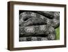 Boa Constrictor Occidentalis (Argentine Boa Constrictor) - Young-Paul Starosta-Framed Photographic Print