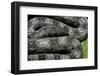 Boa Constrictor Occidentalis (Argentine Boa Constrictor) - Young-Paul Starosta-Framed Photographic Print
