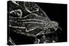Boa Constrictor Occidentalis (Argentine Boa Constrictor)-Paul Starosta-Stretched Canvas