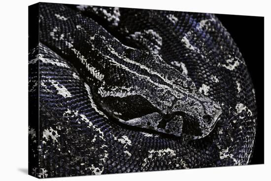 Boa Constrictor Occidentalis (Argentine Boa Constrictor)-Paul Starosta-Stretched Canvas