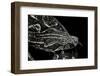 Boa Constrictor Occidentalis (Argentine Boa Constrictor)-Paul Starosta-Framed Photographic Print