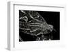 Boa Constrictor Occidentalis (Argentine Boa Constrictor)-Paul Starosta-Framed Photographic Print