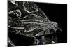 Boa Constrictor Occidentalis (Argentine Boa Constrictor)-Paul Starosta-Mounted Photographic Print