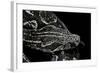 Boa Constrictor Occidentalis (Argentine Boa Constrictor)-Paul Starosta-Framed Photographic Print