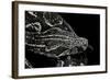 Boa Constrictor Occidentalis (Argentine Boa Constrictor)-Paul Starosta-Framed Photographic Print