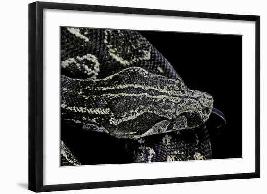 Boa Constrictor Occidentalis (Argentine Boa Constrictor)-Paul Starosta-Framed Photographic Print