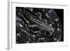 Boa Constrictor Occidentalis (Argentine Boa Constrictor)-Paul Starosta-Framed Photographic Print