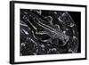 Boa Constrictor Occidentalis (Argentine Boa Constrictor)-Paul Starosta-Framed Photographic Print