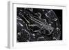 Boa Constrictor Occidentalis (Argentine Boa Constrictor)-Paul Starosta-Framed Photographic Print