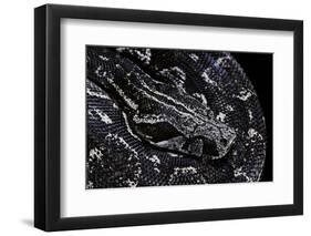 Boa Constrictor Occidentalis (Argentine Boa Constrictor)-Paul Starosta-Framed Photographic Print