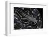 Boa Constrictor Occidentalis (Argentine Boa Constrictor)-Paul Starosta-Framed Photographic Print