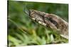 Boa Constrictor Snake, Costa Rica-Paul Souders-Stretched Canvas