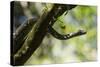 Boa Constrictor Snake, Costa Rica-null-Stretched Canvas