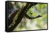 Boa Constrictor Snake, Costa Rica-null-Framed Stretched Canvas