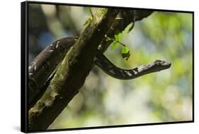 Boa Constrictor Snake, Costa Rica-null-Framed Stretched Canvas