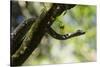 Boa Constrictor Snake, Costa Rica-null-Stretched Canvas