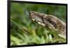 Boa Constrictor Snake, Costa Rica-Paul Souders-Framed Photographic Print