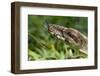 Boa Constrictor Snake, Costa Rica-Paul Souders-Framed Photographic Print