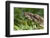 Boa Constrictor Snake, Costa Rica-Paul Souders-Framed Photographic Print