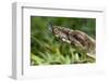 Boa Constrictor Snake, Costa Rica-Paul Souders-Framed Photographic Print