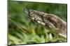 Boa Constrictor Snake, Costa Rica-Paul Souders-Mounted Photographic Print