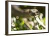 Boa Constrictor Snake, Costa Rica-Paul Souders-Framed Photographic Print