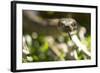 Boa Constrictor Snake, Costa Rica-Paul Souders-Framed Photographic Print