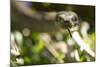 Boa Constrictor Snake, Costa Rica-Paul Souders-Mounted Photographic Print