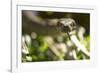 Boa Constrictor Snake, Costa Rica-Paul Souders-Framed Photographic Print