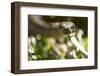 Boa Constrictor Snake, Costa Rica-Paul Souders-Framed Photographic Print