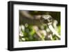 Boa Constrictor Snake, Costa Rica-Paul Souders-Framed Photographic Print