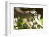 Boa Constrictor Snake, Costa Rica-Paul Souders-Framed Photographic Print