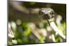 Boa Constrictor Snake, Costa Rica-Paul Souders-Mounted Photographic Print