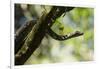 Boa Constrictor Snake, Costa Rica-null-Framed Photographic Print