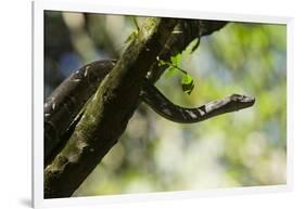 Boa Constrictor Snake, Costa Rica-null-Framed Photographic Print