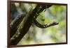 Boa Constrictor Snake, Costa Rica-null-Framed Photographic Print