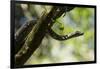 Boa Constrictor Snake, Costa Rica-null-Framed Photographic Print