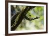 Boa Constrictor Snake, Costa Rica-null-Framed Photographic Print