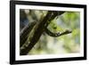 Boa Constrictor Snake, Costa Rica-null-Framed Photographic Print